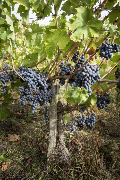 Vendanges en Anjou.