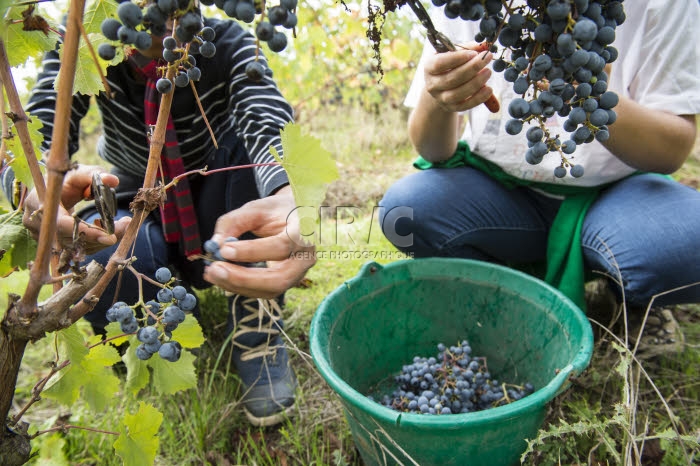 Vendanges en Anjou.