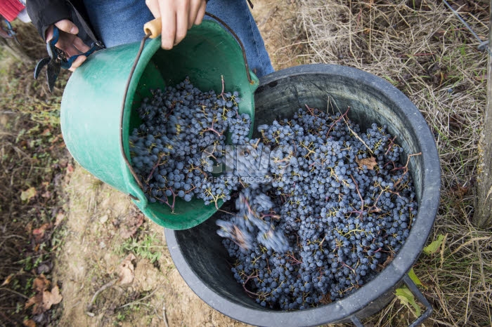 Vendanges en Anjou.