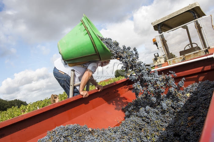 Vendanges en Anjou.
