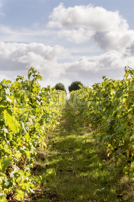 Vendanges en Anjou.
