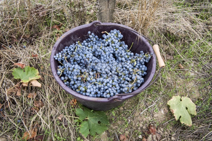 Vendanges en Anjou.