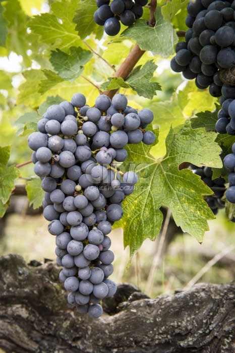 Vendanges en Anjou.