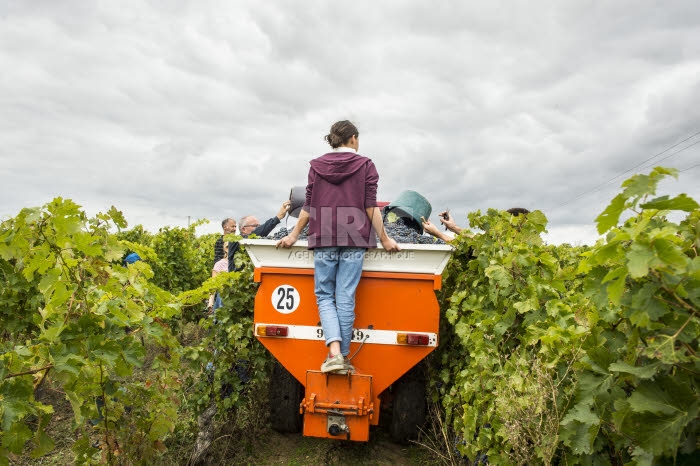 Vendanges en Anjou.