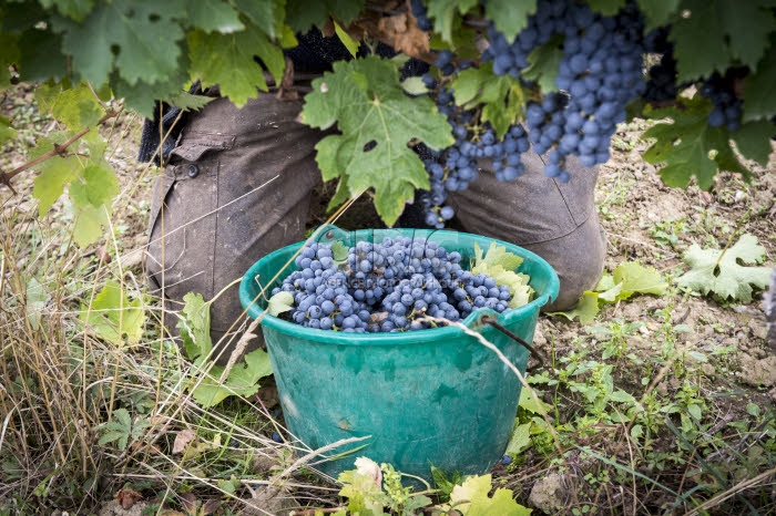 Vendanges en Anjou.