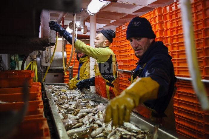 Pêche dans la Manche sur un chalutier