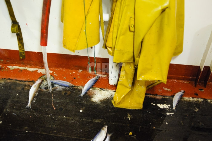 Pêche dans la Manche sur un chalutier