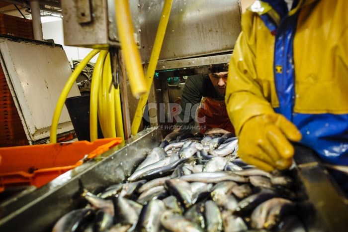 Pêche dans la Manche sur un chalutier