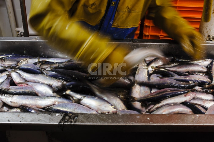 Pêche dans la Manche sur un chalutier