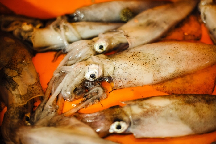 Pêche dans la Manche sur un chalutier