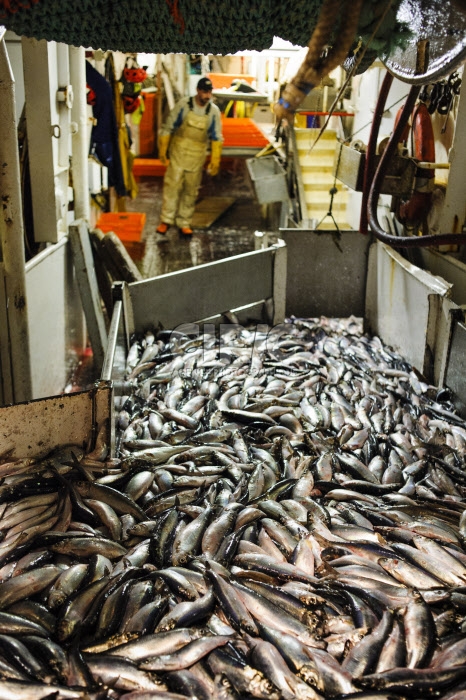Pêche dans la Manche sur un chalutier