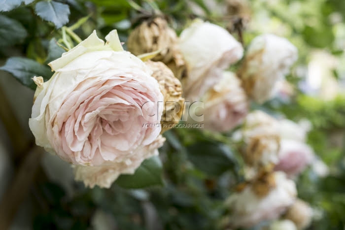 Roses dans le jardin de la maison médicale Jeanne Garnier.