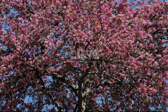 Arbre en fleur.