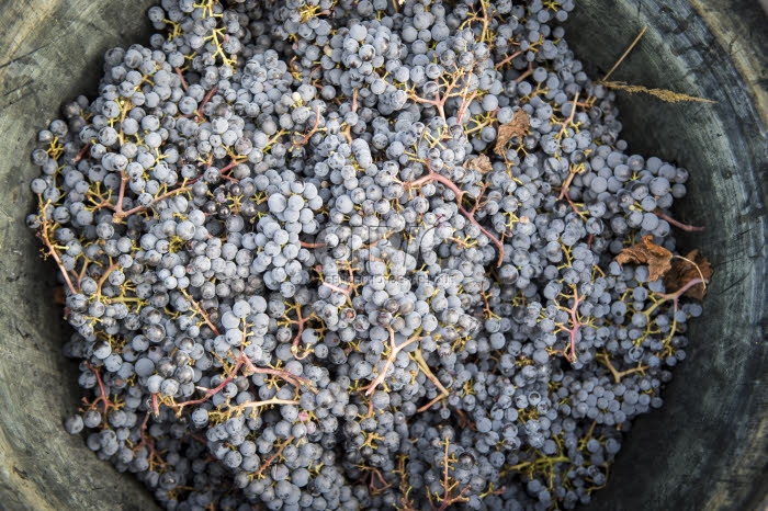 Vendanges en Anjou.
