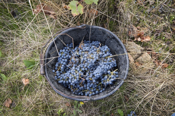 Vendanges en Anjou.