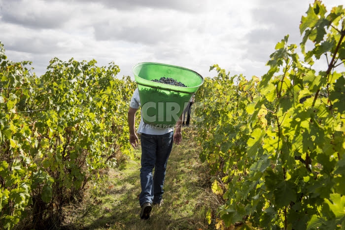 Vendanges en Anjou.