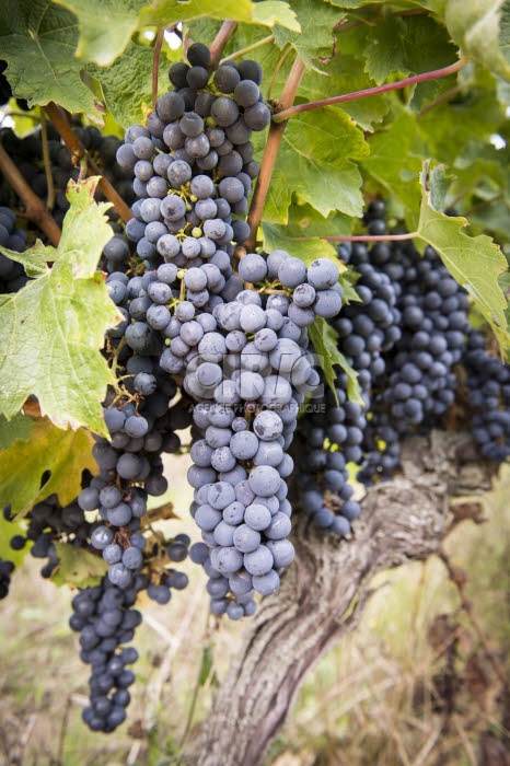 Vendanges en Anjou.