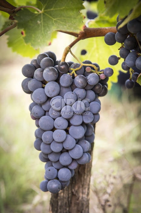 Vendanges en Anjou.