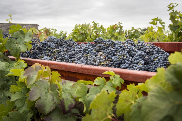 Vendanges en Anjou.